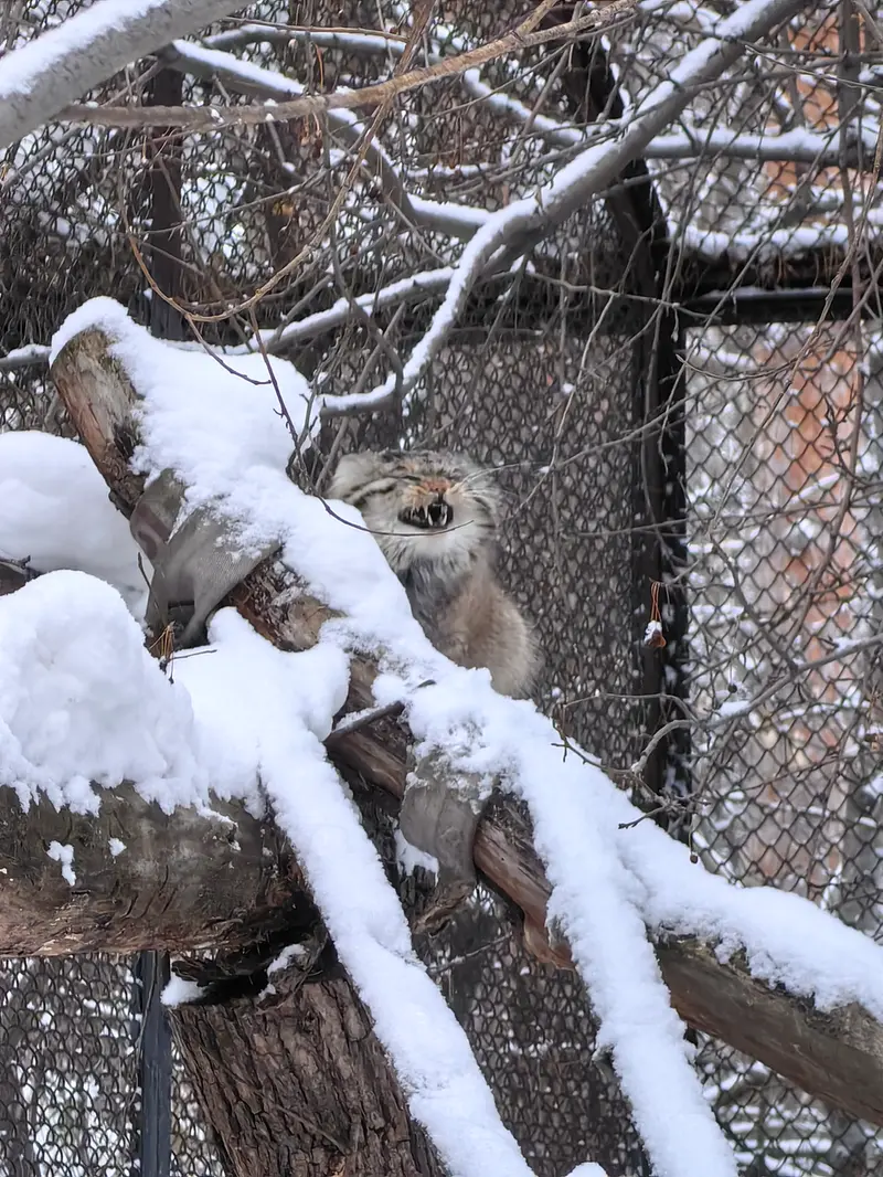 A photograph of Achi in Novosibirsk Zoo