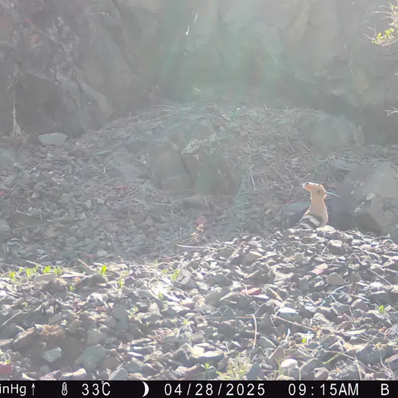 A photograph of Eurasian hoopoe from Egizkara [new] camera trap