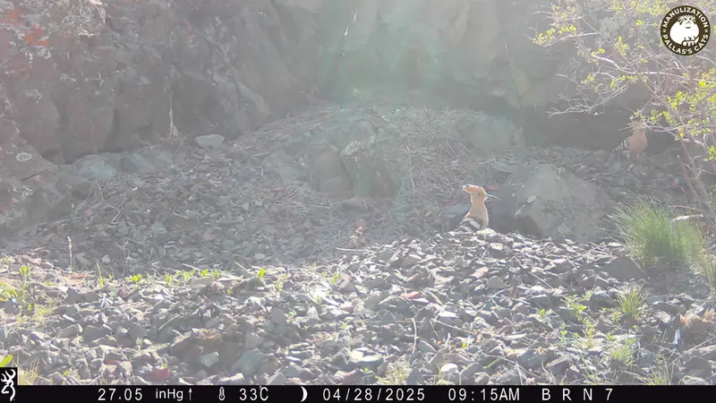 A photograph of Eurasian hoopoe from Egizkara [new] camera trap