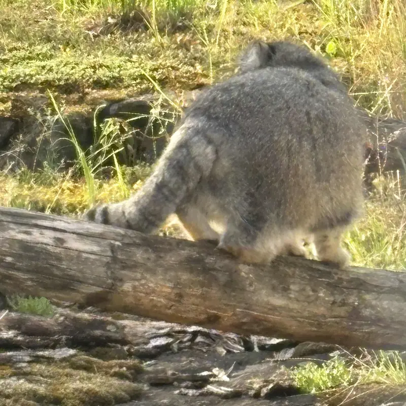 A photograph of Mimi in Korkeasaari Zoo