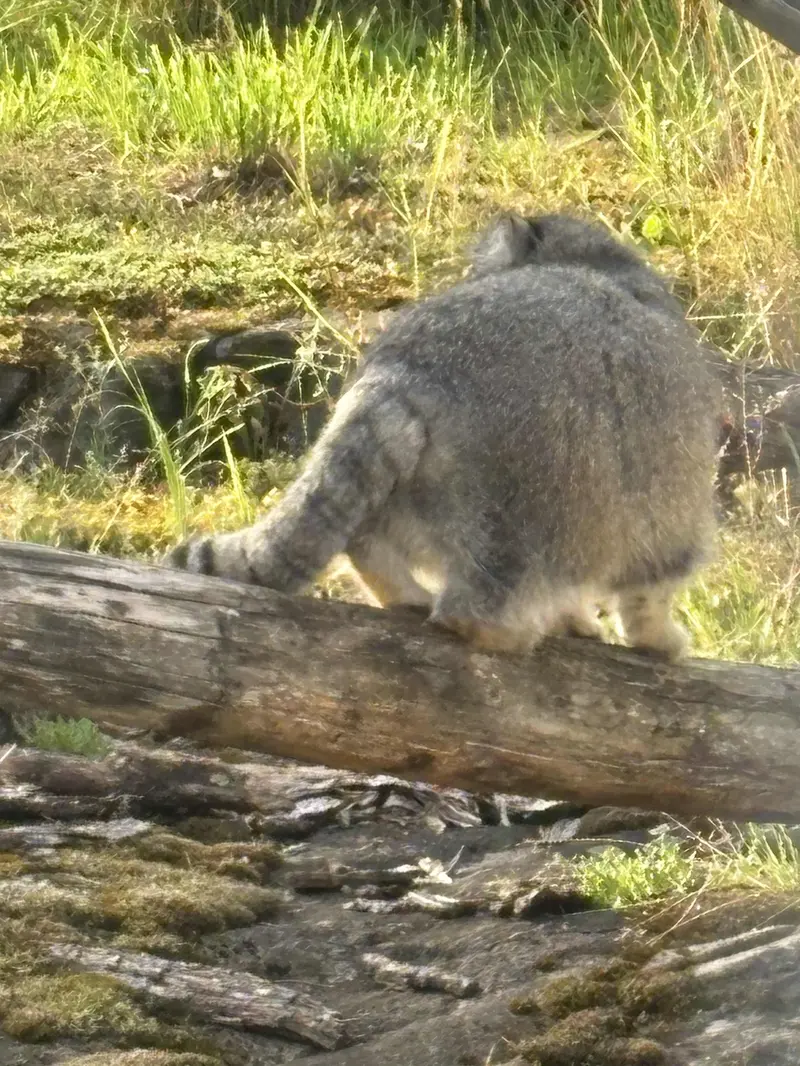 A photograph of Mimi in Korkeasaari Zoo