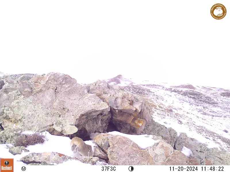 A photograph of Pika from Besshoky 1 camera trap