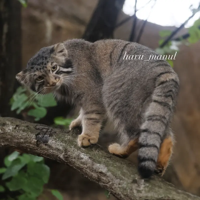 A photograph of Nagomu in Nasu Animal Kingdom