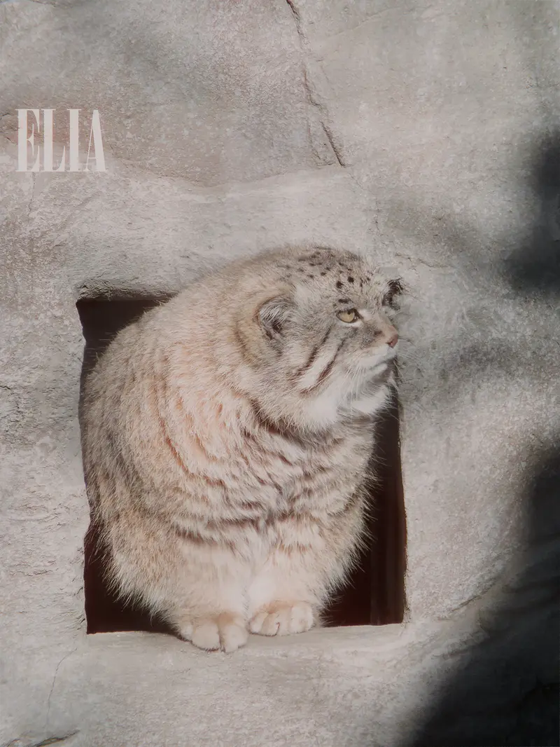 A photograph of Olaf in Calgary Zoo / Wilder Institute