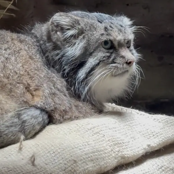 A photograph of a Pallas's cat