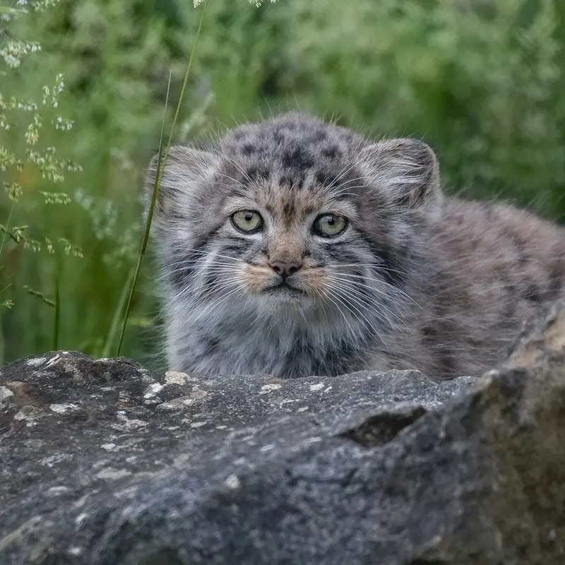 A photograph of a Pallas's cat in Port Lympne Wild Animal Park