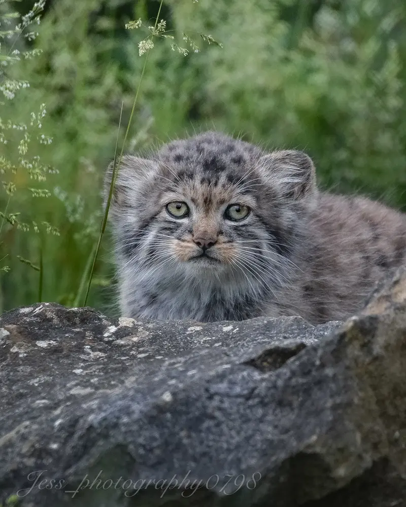 A photograph of a Pallas's cat in Port Lympne Wild Animal Park