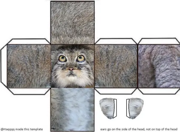 A photograph of a Pallas's cat