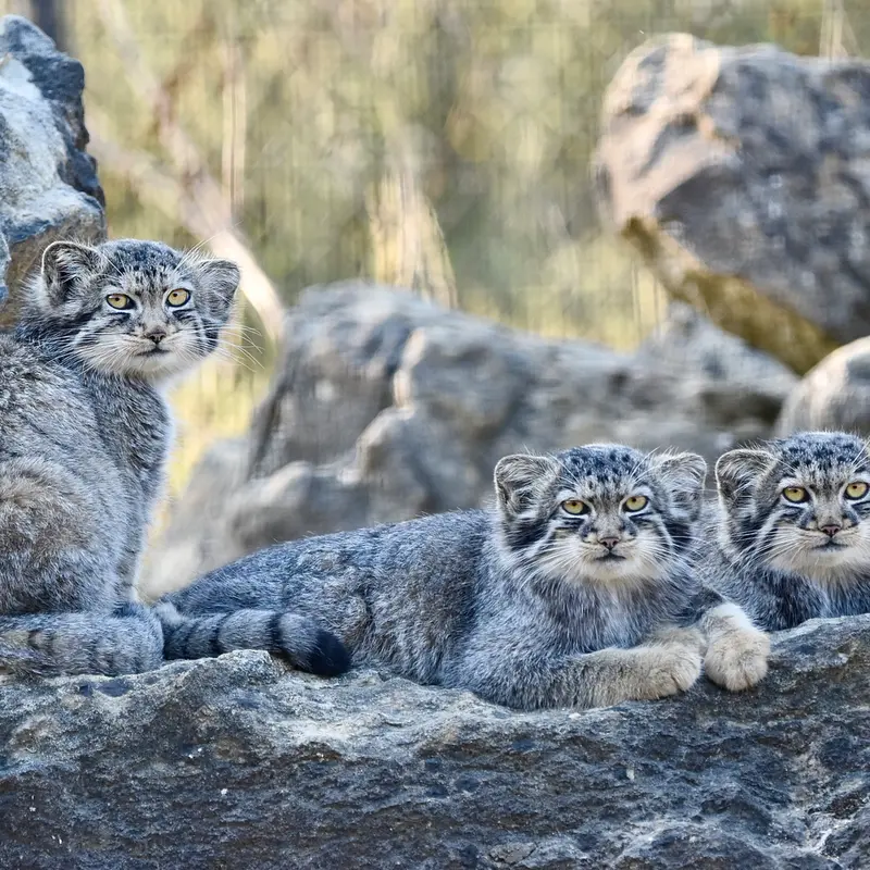 A photograph of a Pallas's cat in Port Lympne Wild Animal Park
