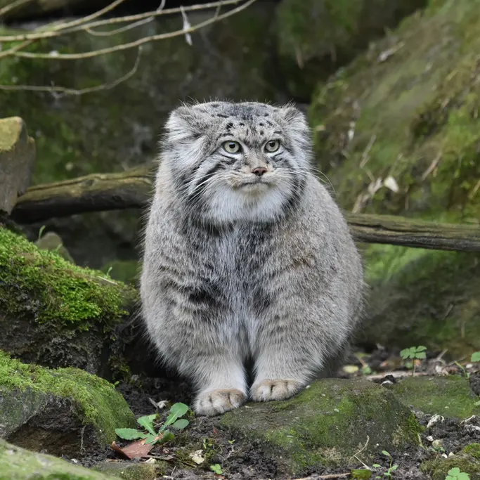 A photograph of Norbu in Rotterdam Zoo