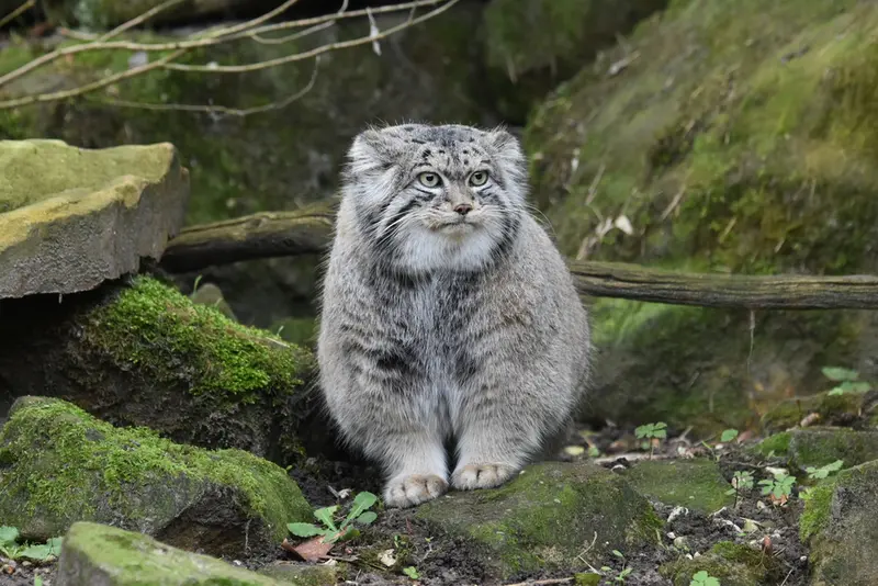 A photograph of a Pallas's cat in Rotterdam Zoo