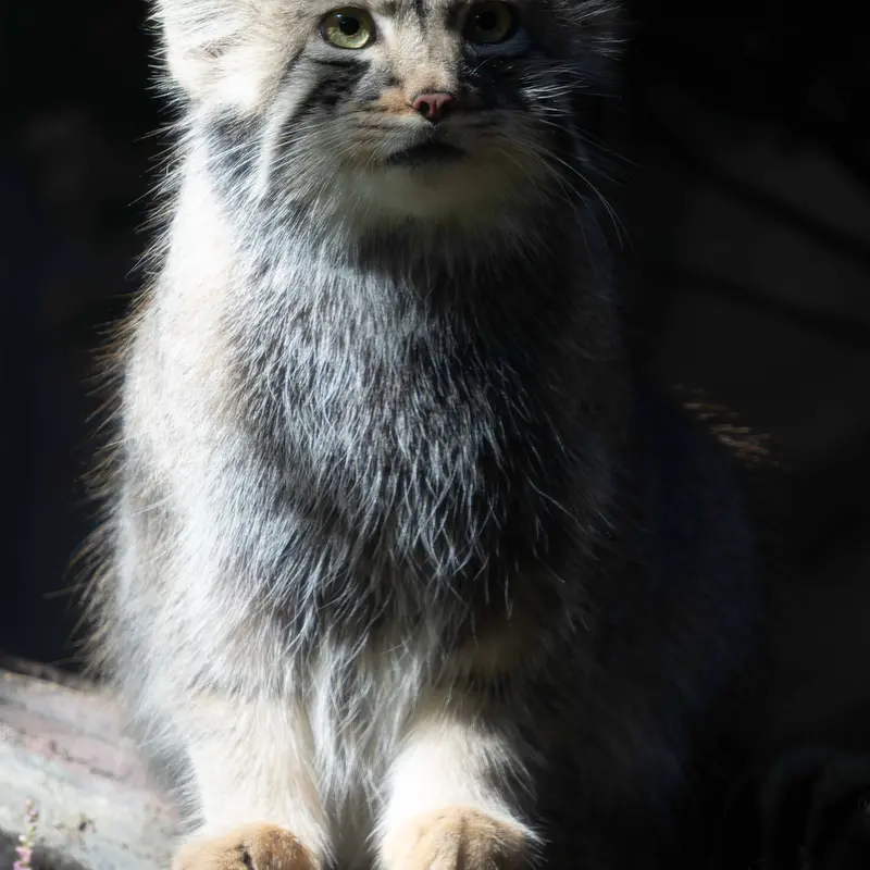 A photograph of Nagomu in Nasu Animal Kingdom