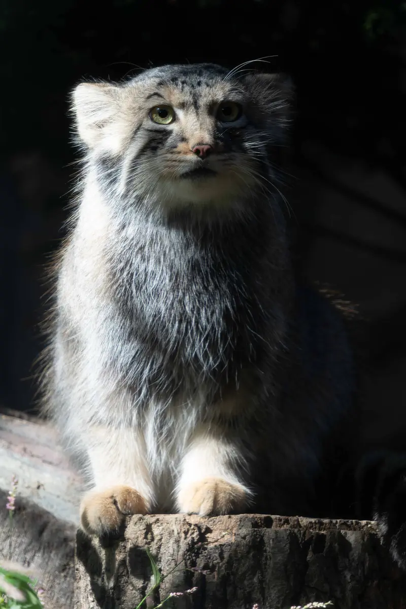 A photograph of Nagomu in Nasu Animal Kingdom