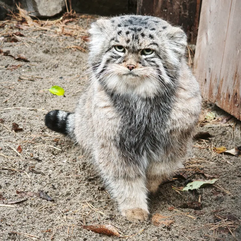 A photograph of George in Novosibirsk Zoo