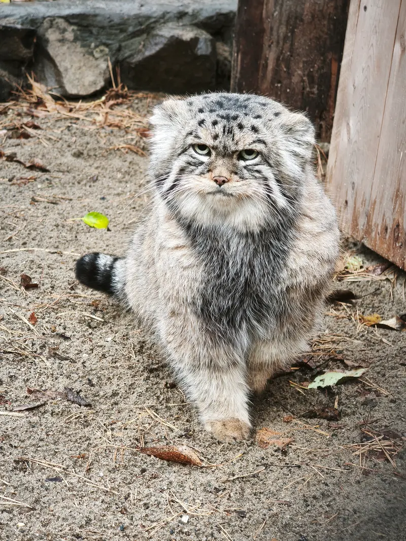 A photograph of George in Novosibirsk Zoo