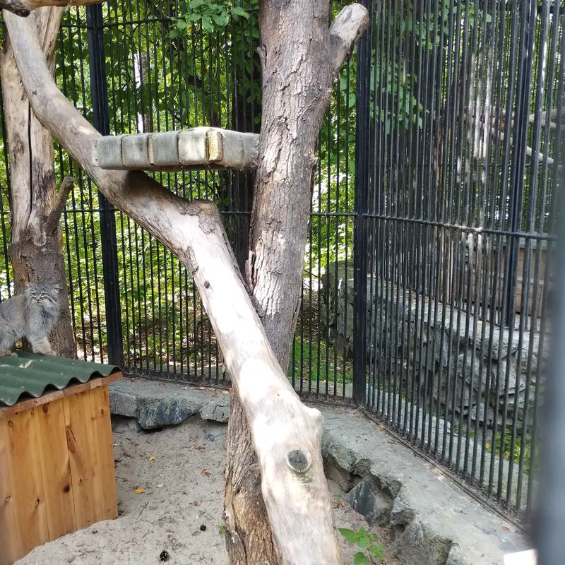 A photograph of a Pallas's cat in Novosibirsk Zoo