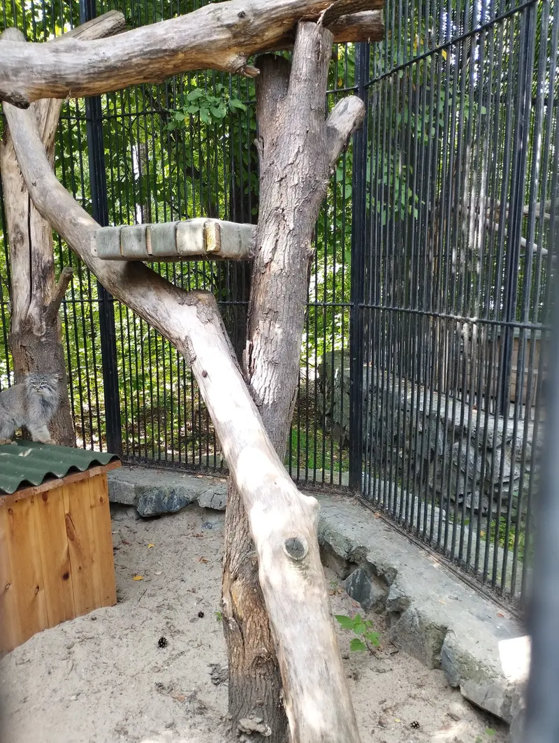 A photograph of a Pallas's cat in Novosibirsk Zoo