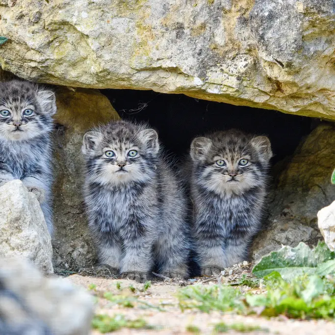 A photograph of a Pallas's cat in Port Lympne Wild Animal Park