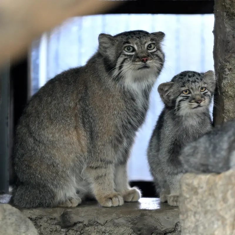 A photograph of Az in Kobe Animal Kingdom