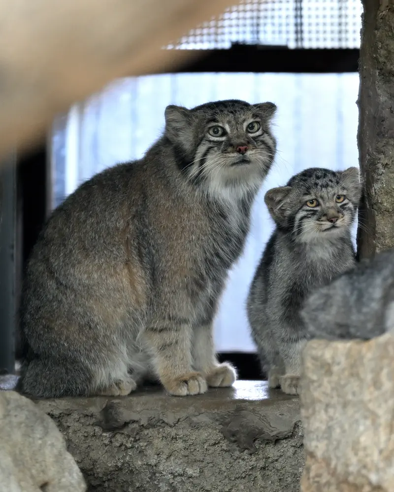 A photograph of Az in Kobe Animal Kingdom