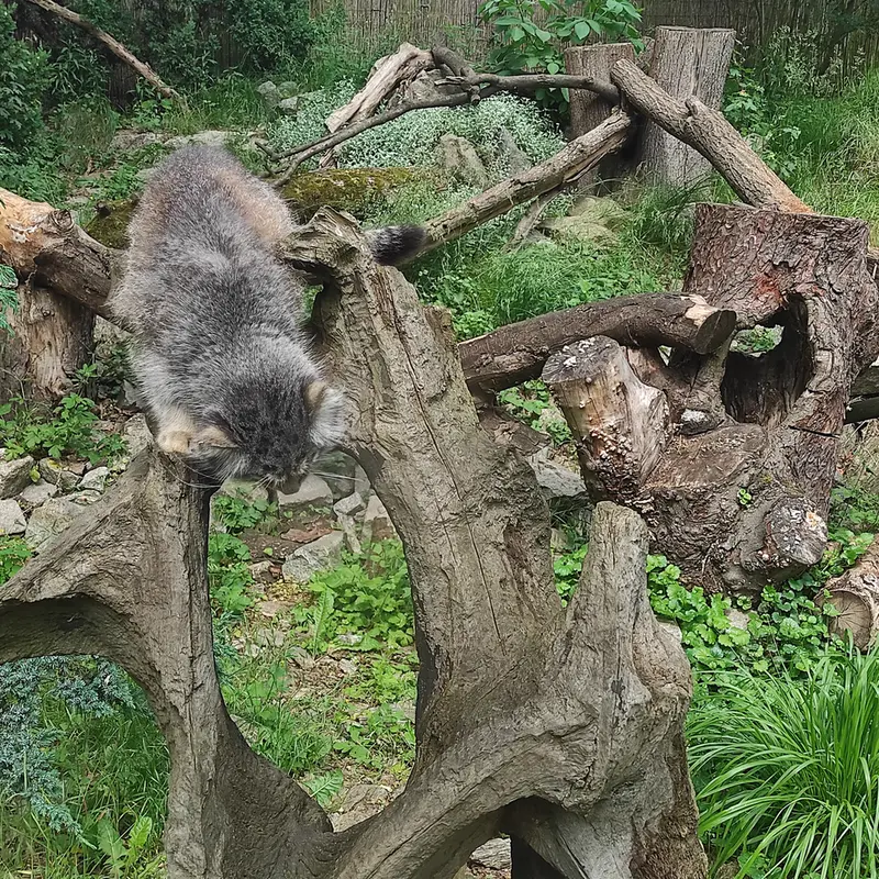A photograph of Zarina in Wrocław Zoo