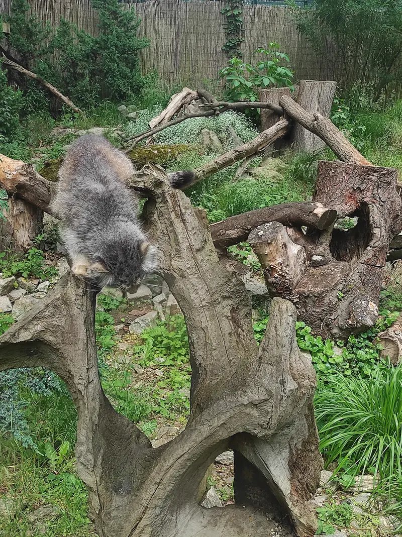 A photograph of Zarina in Wrocław Zoo