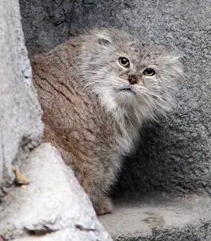 I am looking for information about this Manul.