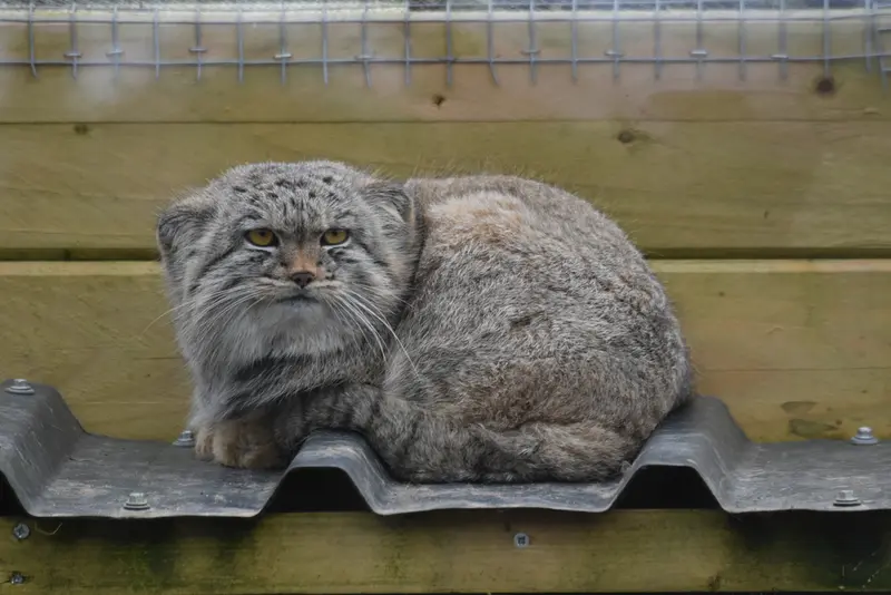 A photograph of a Pallas's cat in The Lakeland Wildlife Oasis