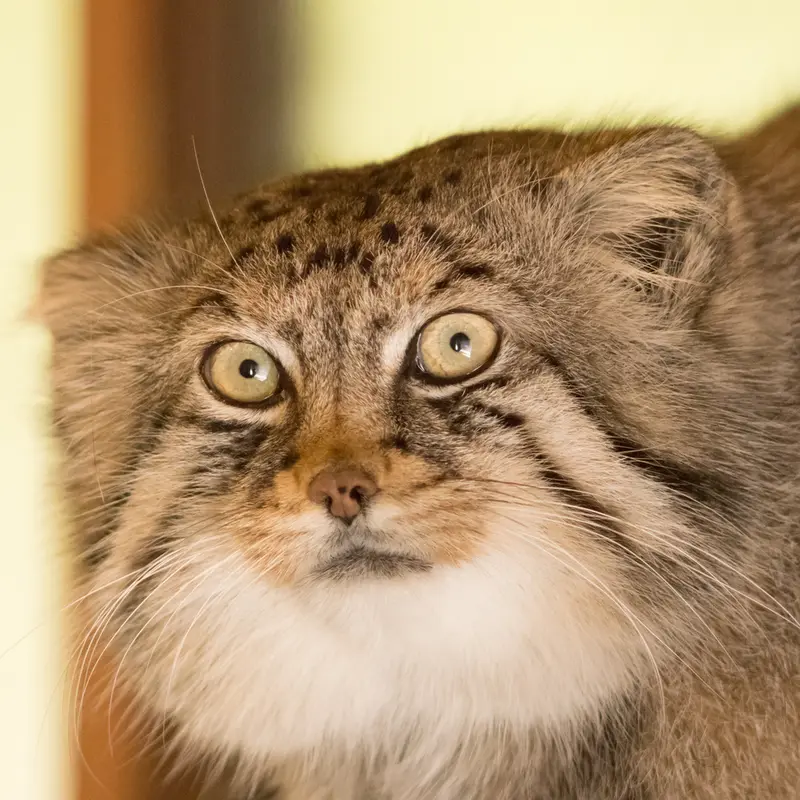 A photograph of Lotos in Saitama Children's Zoo
