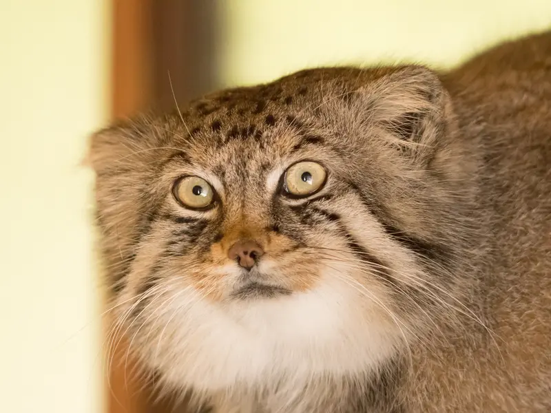 A photograph of Lotos in Saitama Children's Zoo