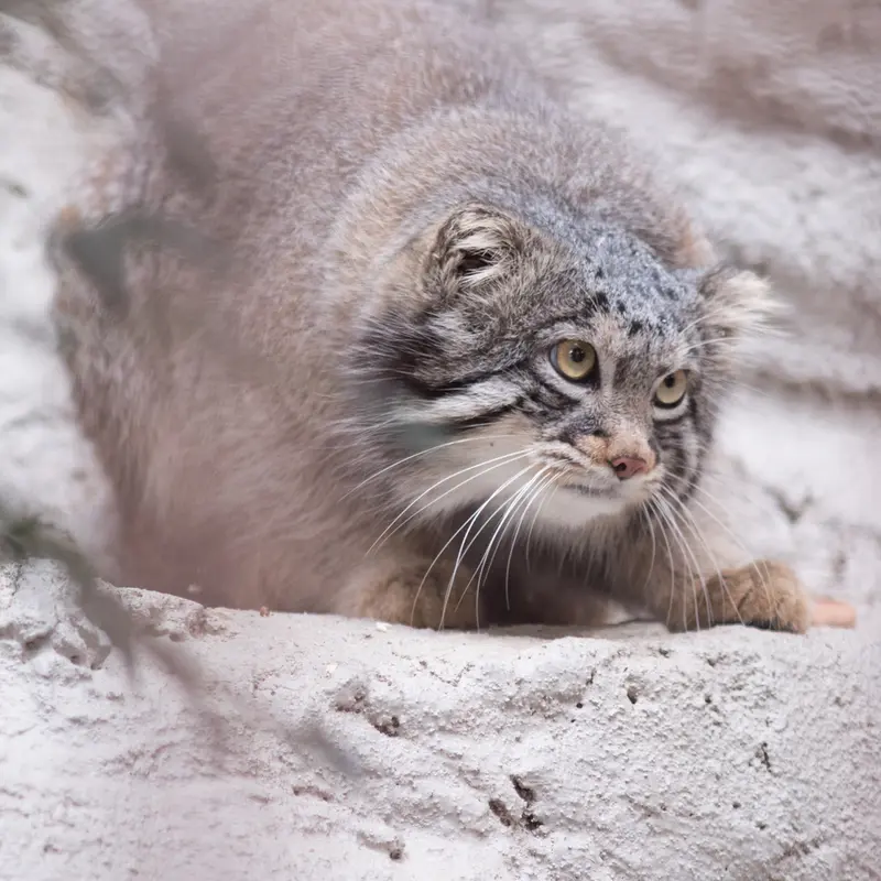A photograph of Figa in Nogeyama Zoo