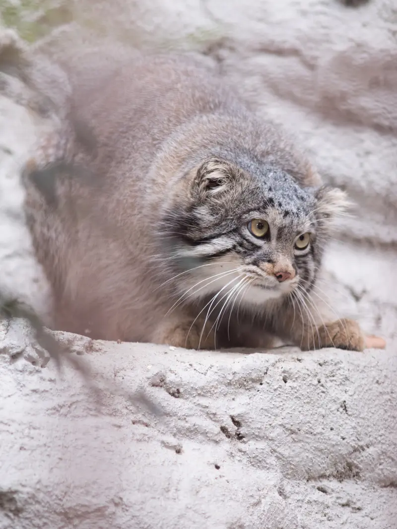 A photograph of Figa in Nogeyama Zoo