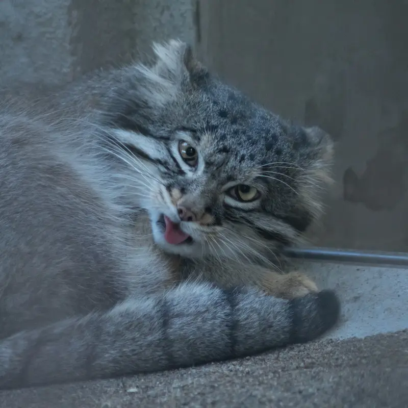 A photograph of Figa in Nogeyama Zoo