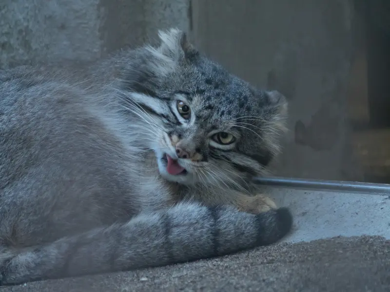 A photograph of Figa in Nogeyama Zoo