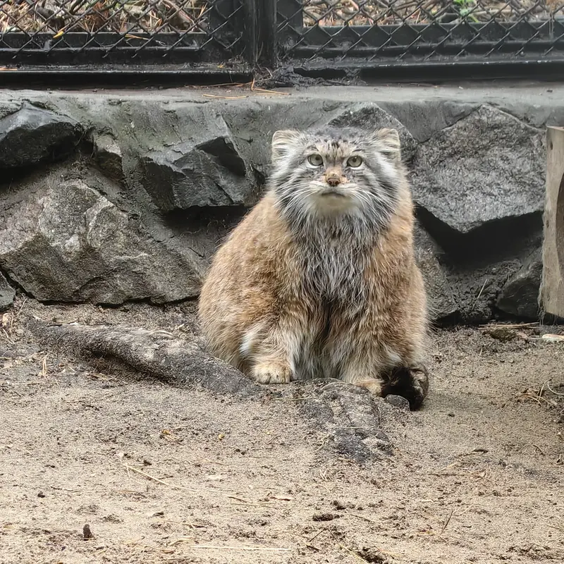 A photograph of Lastochka in Novosibirsk Zoo