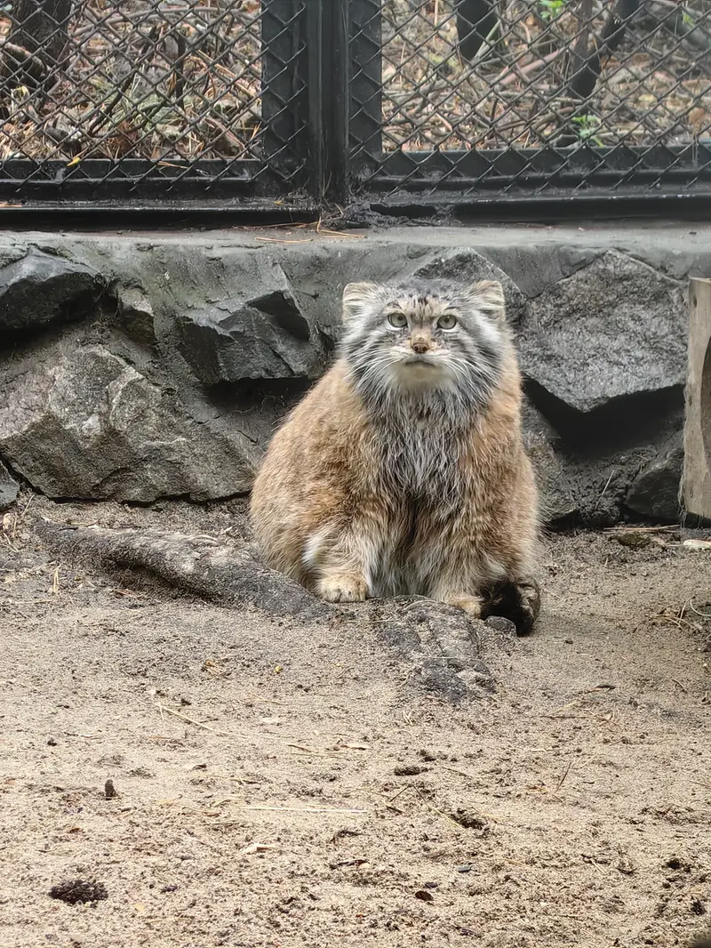 A photograph of Lastochka in Novosibirsk Zoo