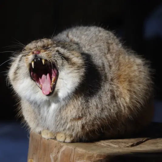 A photograph of Bor in Nasu Animal Kingdom