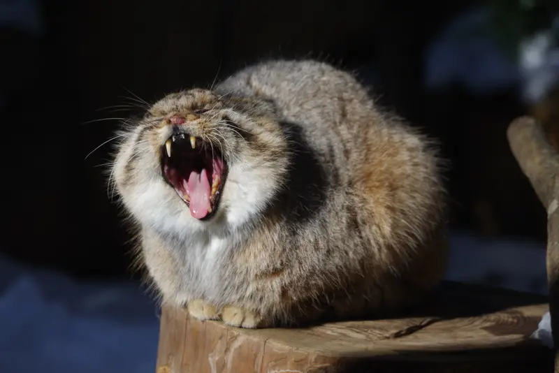 A photograph of Bor in Nasu Animal Kingdom
