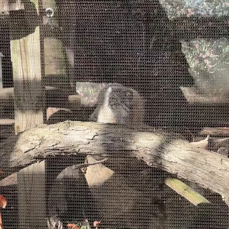 A photograph of a Pallas's cat in Potter Park Zoo