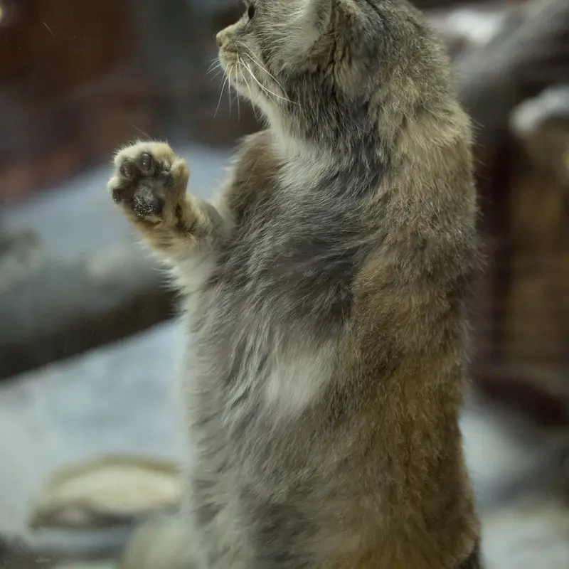 A photograph of Primula in Ueno Zoological Gardens
