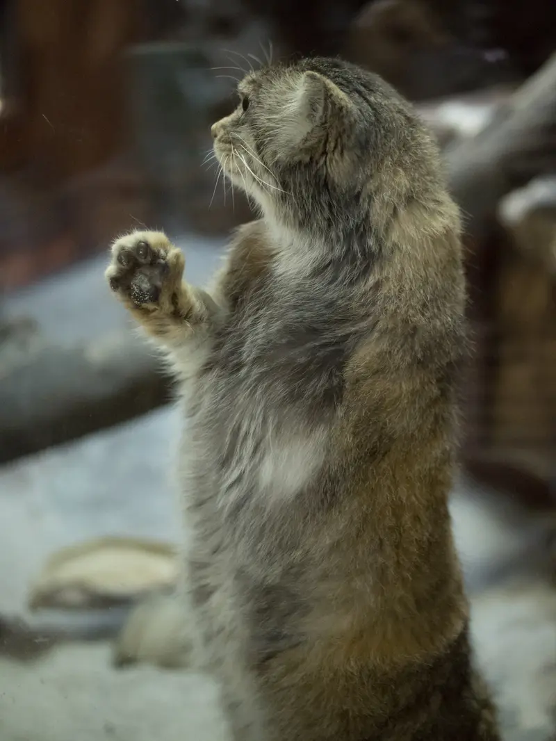 A photograph of Primula in Ueno Zoological Gardens