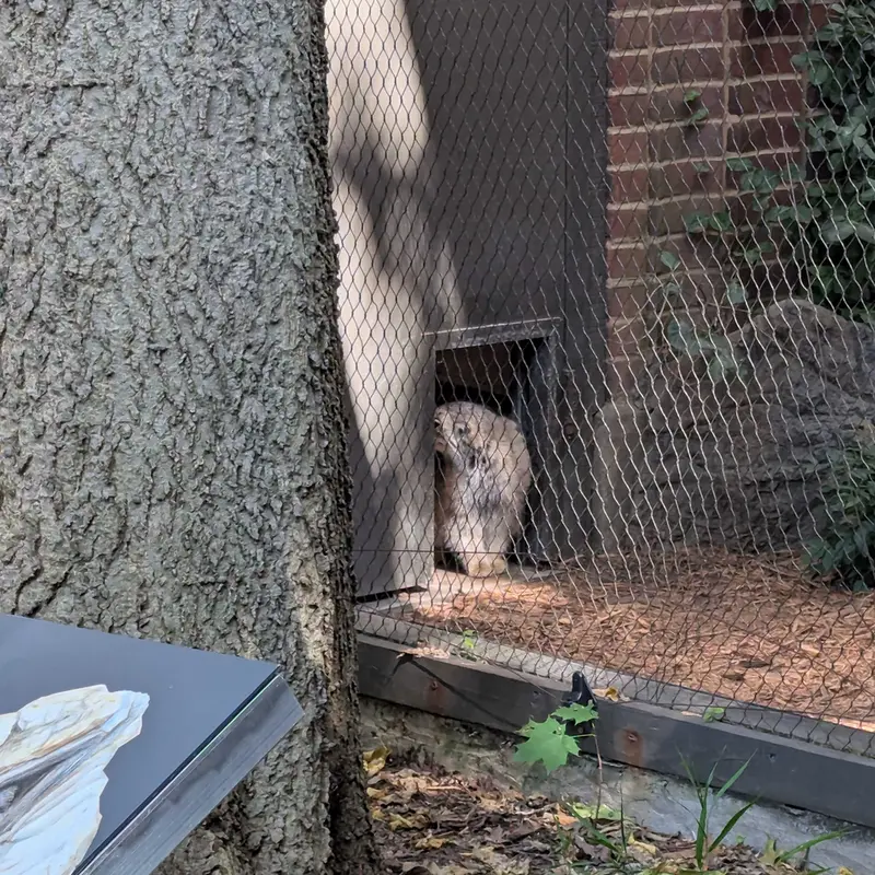 A photograph of Sarnai in Prospect Park Zoo