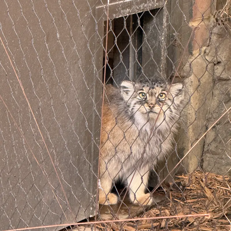 A photograph of Sarnai in Prospect Park Zoo