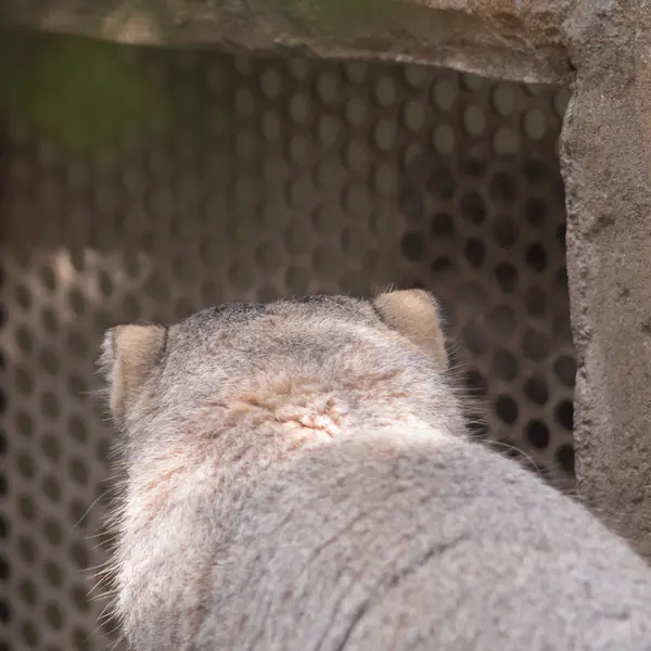 A photograph of Nagomu and Abrikos in Nasu Animal Kingdom