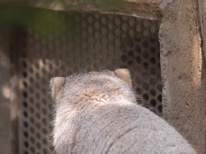 A photograph of Nagomu and Abrikos in Nasu Animal Kingdom