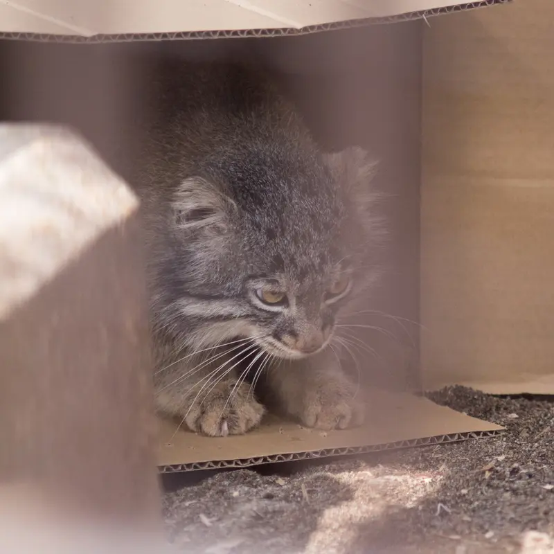 A photograph of Figa in Nogeyama Zoo