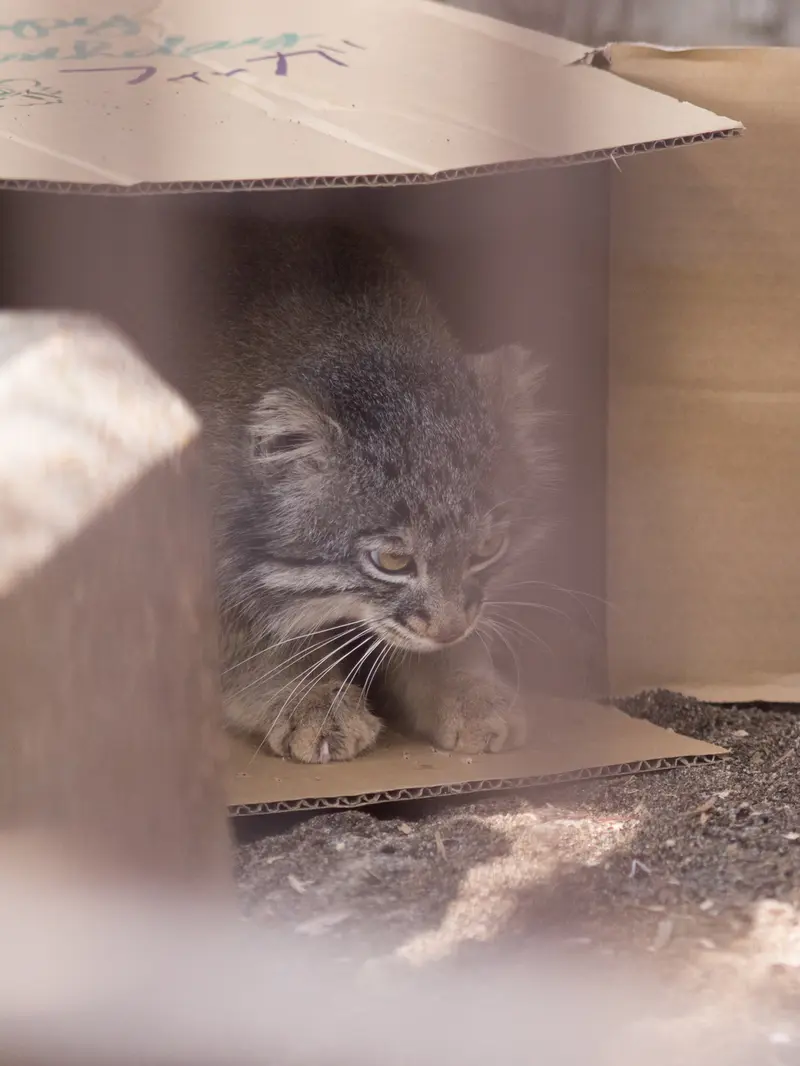 A photograph of Figa in Nogeyama Zoo