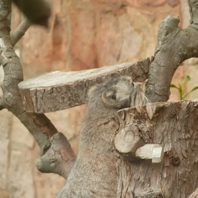 A photograph of Duchess in Edinburgh Zoo