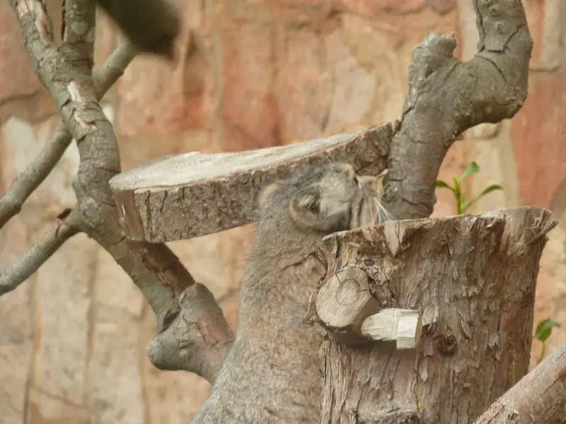 A photograph of Duchess in Edinburgh Zoo