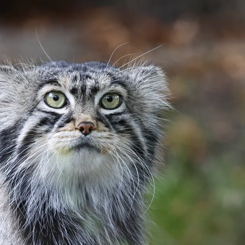 A photograph of a Pallas's cat